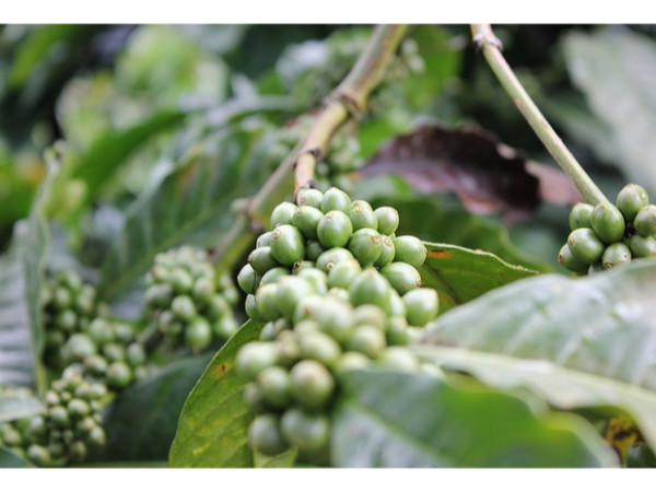 தென்னகத்தின் ஸ்காட்லாந்து குடகு மலைக்கு பயணம்