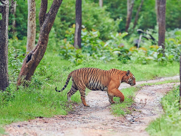 பந்திபூர் காடுகள் பந்திபூர் காடுகள்