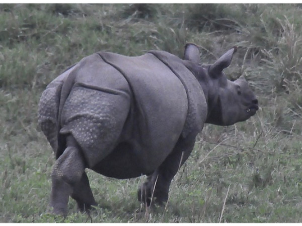 காசிரெங்கா தேசிய பூங்கா, அஸ்ஸாம்