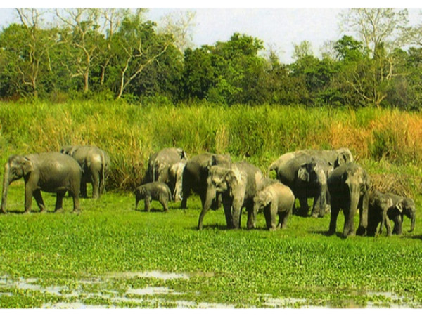  காசிரெங்கா தேசிய பூங்கா, அஸ்ஸாம்