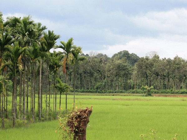 குடகு குடகு