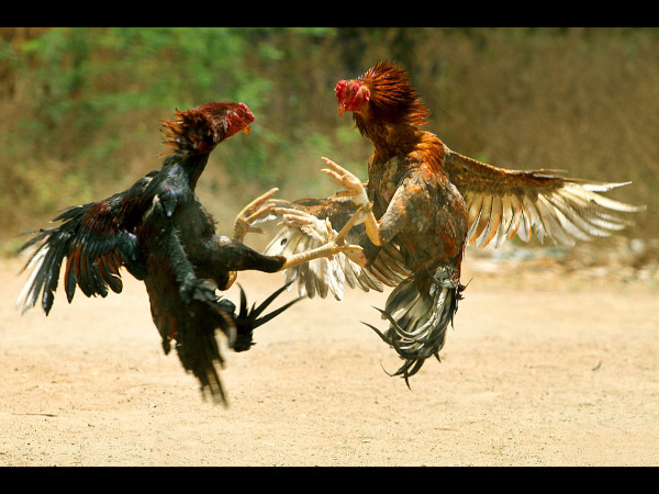 சேவல்சண்டை சேவல்சண்டை