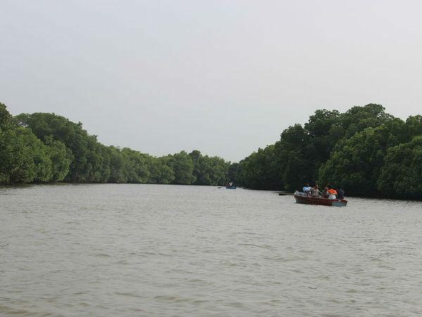 பிச்சாவரம் காடுகள் பிச்சாவரம் காடுகள்