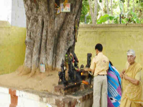 ஞான மரம்