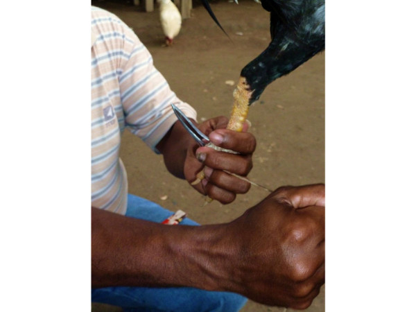 காங்கேயம் 