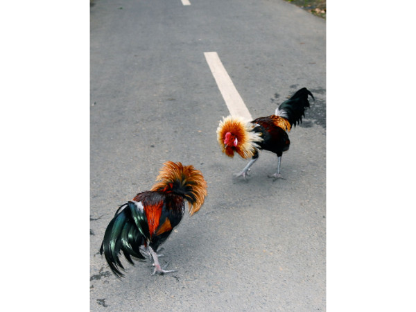 ராயபுரம்