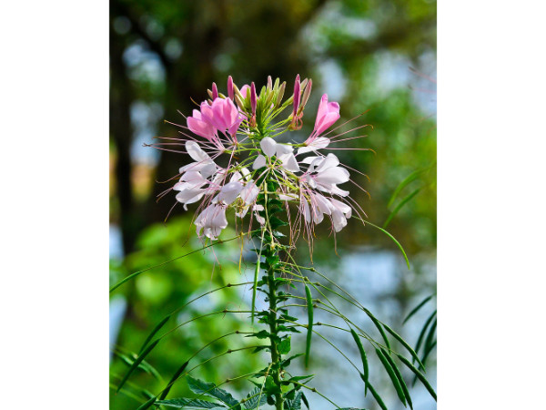 பூங்காவில் பூத்துக்குழுங்கும் பூக்கள்