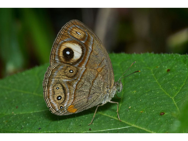 ஒருவகை பட்டாம்பூச்சி
