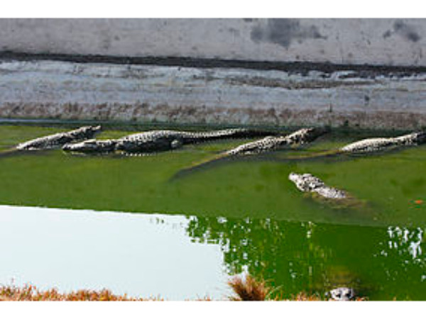 நெய்யாறு 