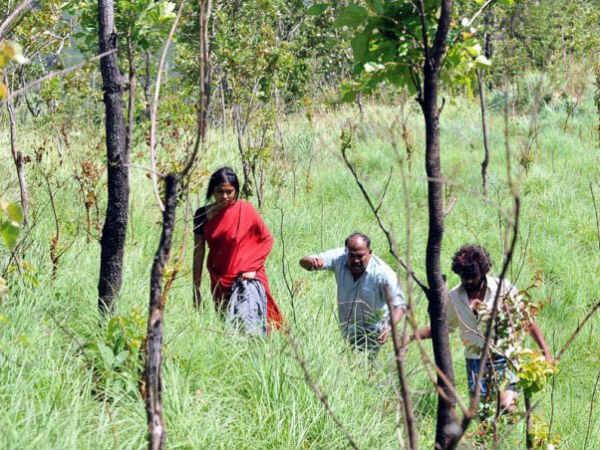 காட்டில் நடை