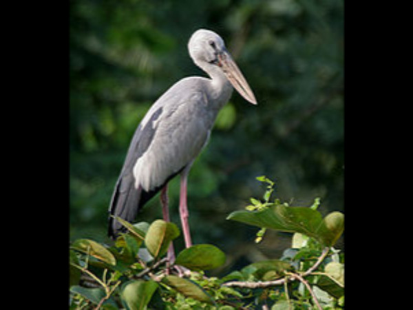 பறவைகள் சரணாலயம்