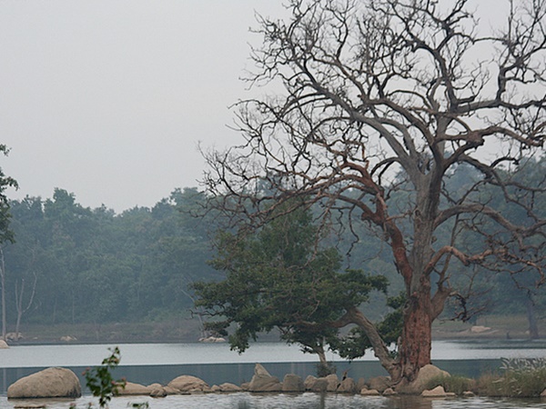 புலிக்கு பயப்படுவீங்களா? ஜங்கிள் புக்கில் காட்டப்பட்ட நிஜக் காட்டுக்கு போகலாமா? 