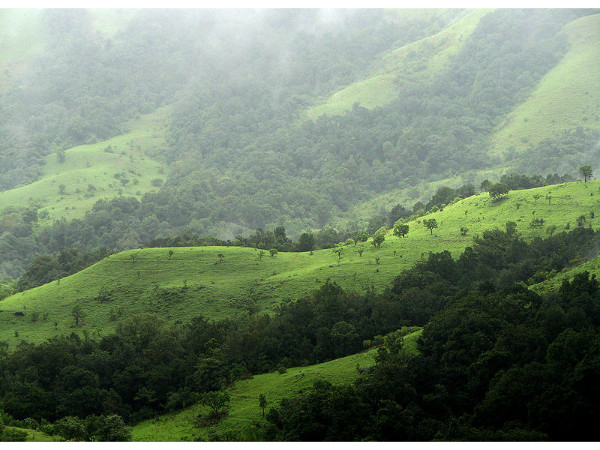மேற்கு தொடர்ச்சி மலையின் அடர்ந்த காடுகள்