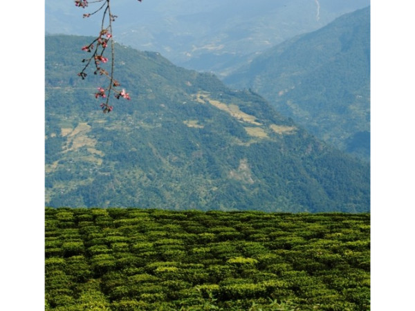 சிக்கிம்மில் ஒரு மலையேற்றம்