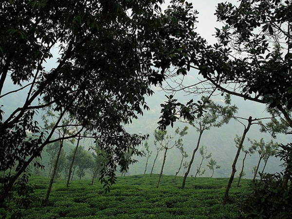 எதிரொலி முனையம்