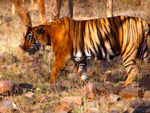 ரண்தம்போர்