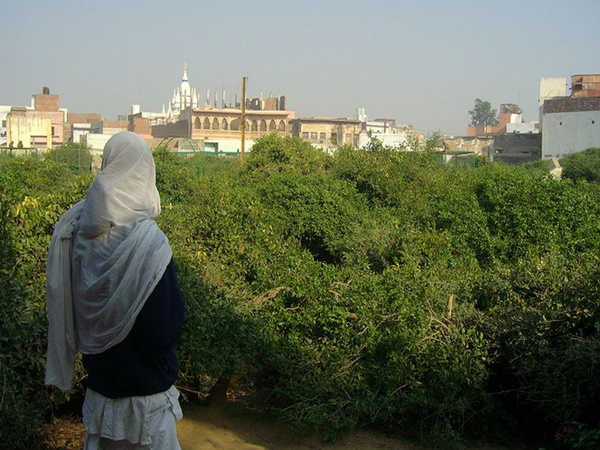 சேவாகுஞ்ச பிருந்தாவனம்