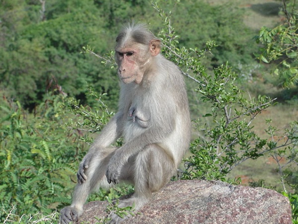 கரடி சித்தர் யார்