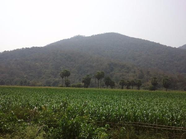 பாப்பிக்கொண்டலு பாப்பிக்கொண்டலு