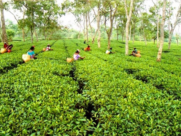 விவசாயம் விவசாயம்