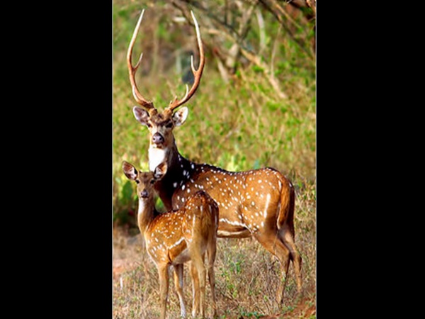 விலங்கினங்கள்