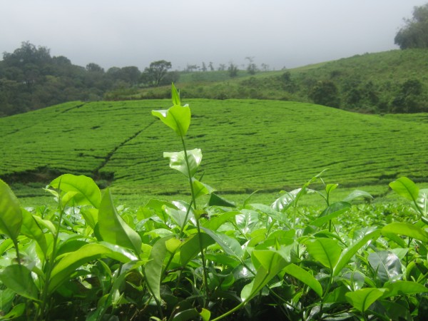பெரியார் தேசிய பூங்கா