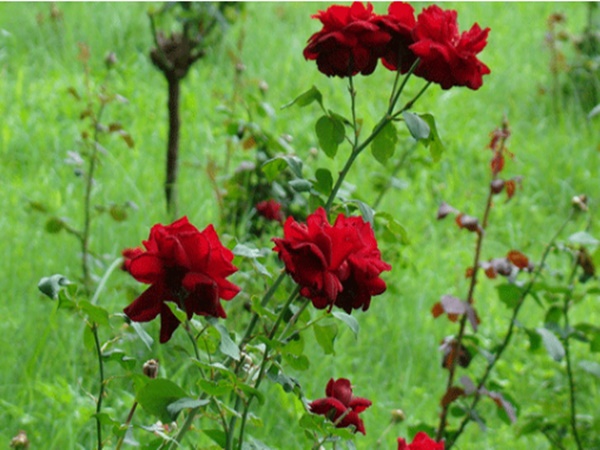 சிவப்பு ரோஜா வரவேற்பு