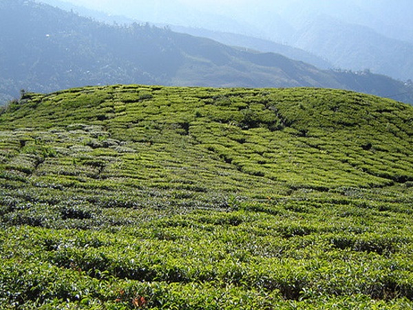 மேற்கு வங்க தேயிலைத் தோட்டத்தில்