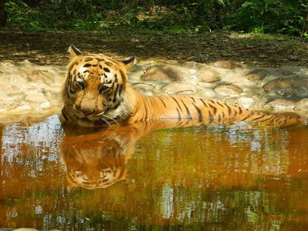 பன்னார்கட்டா விலங்கியல் பூங்கா