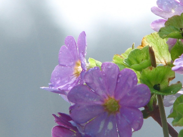 கொடைக்கானல் மழையில்