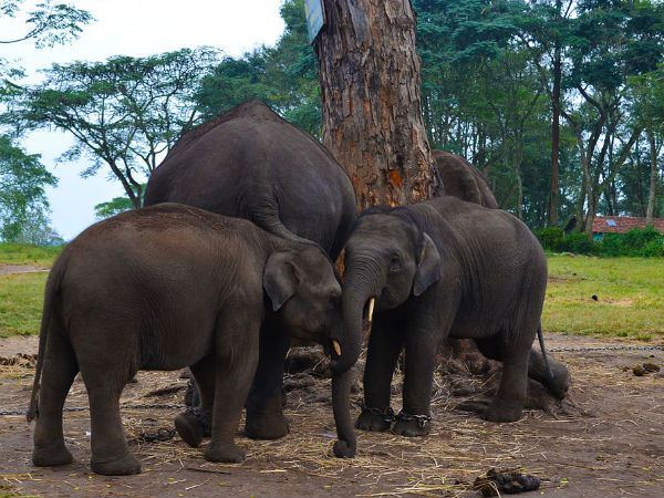  இந்த சரணாலயத்திற்கு போயிருக்கீங்களா? மிஸ் பண்ணக் கூடாத இடங்களில் ஒன்று