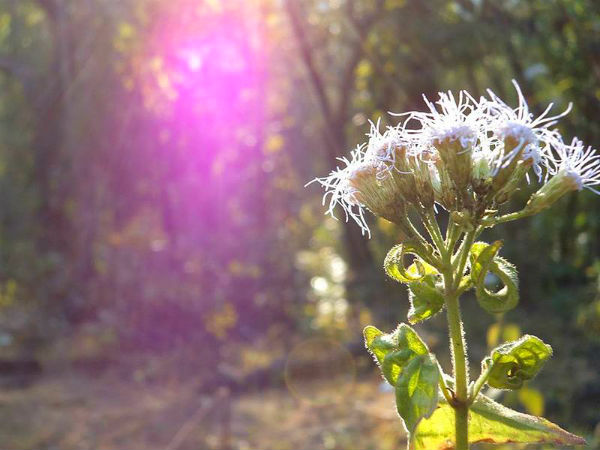 சிம்லிபால்: