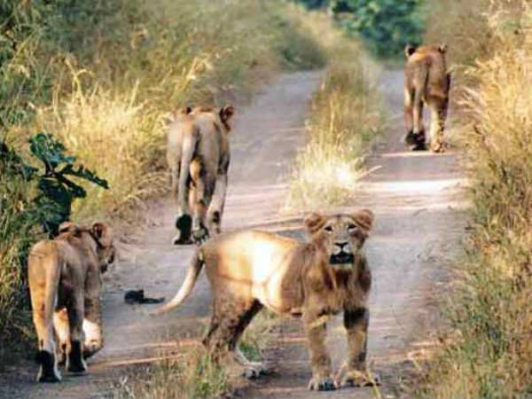 வழிவிட்ட சிங்கங்கள் வழிவிட்ட சிங்கங்கள்