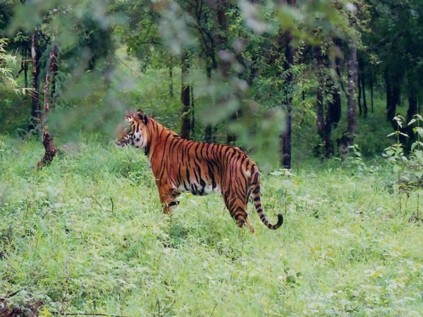 பத்ரா பத்ரா