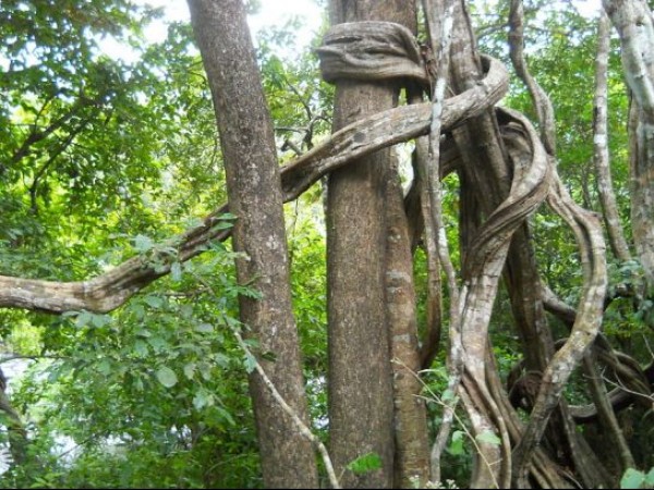 அதிரப்பள்ளி – இந்தியாவின் நயாகராவுக்கு ஒரு சுற்றுலா செல்வோமா?