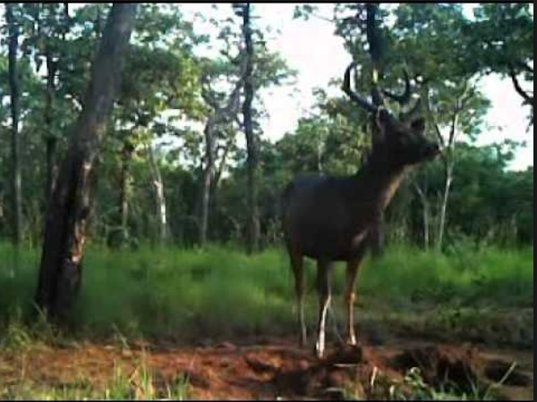  ஸ்ரீசைலம் சரணாலயம்
