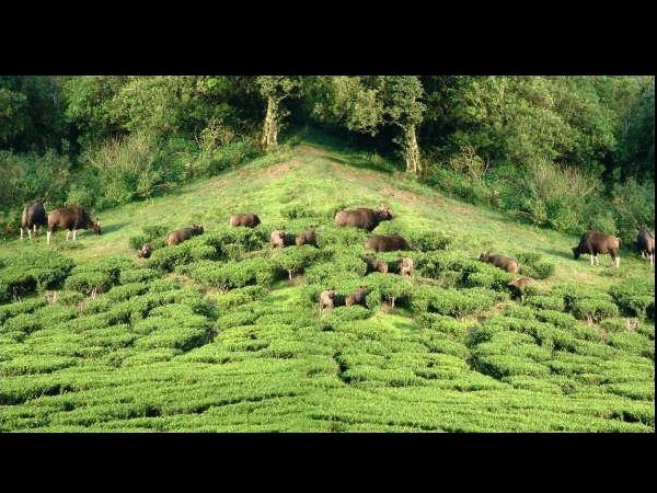 விலங்குகள்