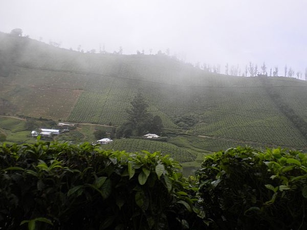 மூலிகை அருவி
