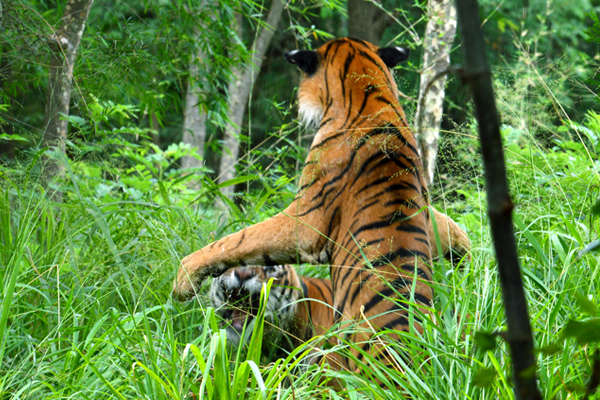 பன்னர்கட்டா விலங்கியல் பூங்கா பன்னர்கட்டா விலங்கியல் பூங்கா
