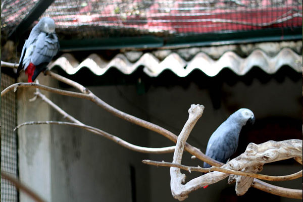 பன்னர்கட்டா விலங்கியல் பூங்கா பன்னர்கட்டா விலங்கியல் பூங்கா