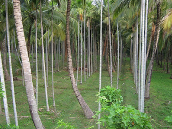 நாகர்கோவிலைச் சுற்றி 