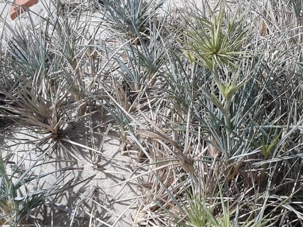  நெகிழி அரக்கன்