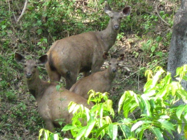 பிலிகிரி ரங்கணா மலைகளுக்கு ஒரு டூர் போலாமா?
