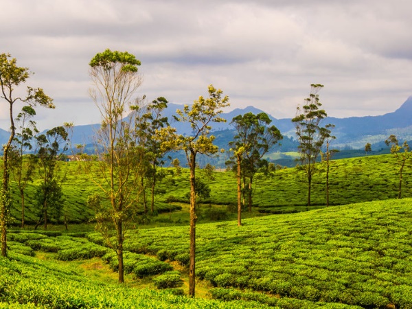 தென்னிந்தியாவிலும் ஒரு சிரபுஞ்சி இருக்கு தெரியுமா?