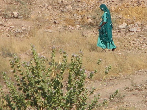 தார்பாலைவன வாசல்