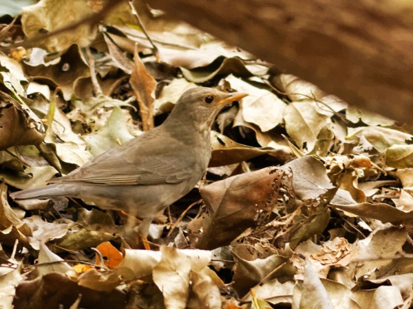  அல்லன் பாரஸ்ட்