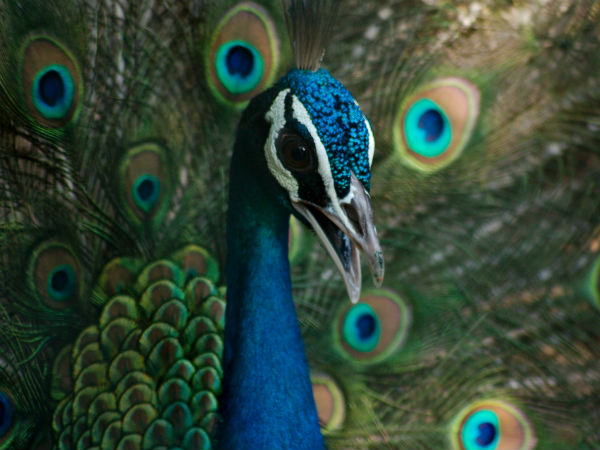  விராலி மலை மயில் சரணாலயம், தமிழ்நாடு: