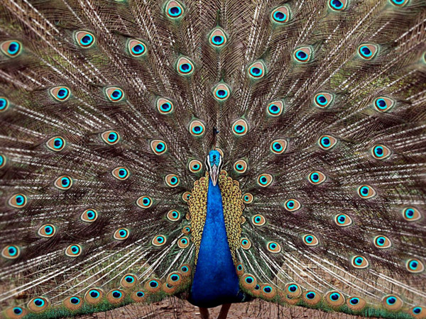  சூளனூர் மயில் சரணாலயம், கேரளா: