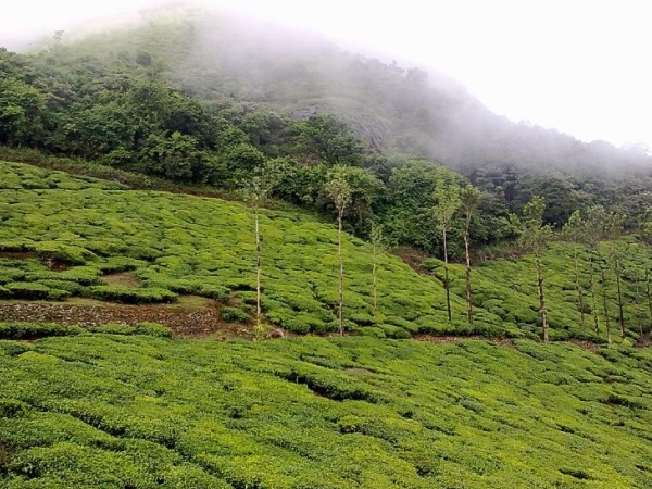  செம்பரா சிகரம்