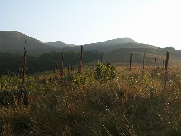  புல் குன்று